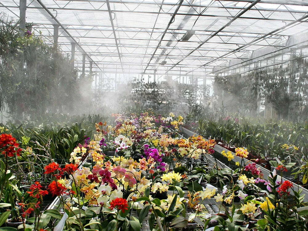 Floral Humidification1