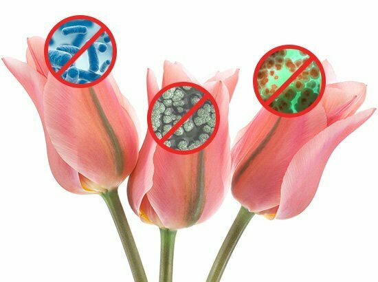 Floral-Bacteria