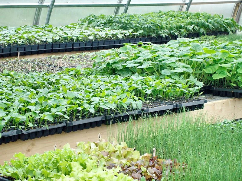 greenhouse_humidification_6